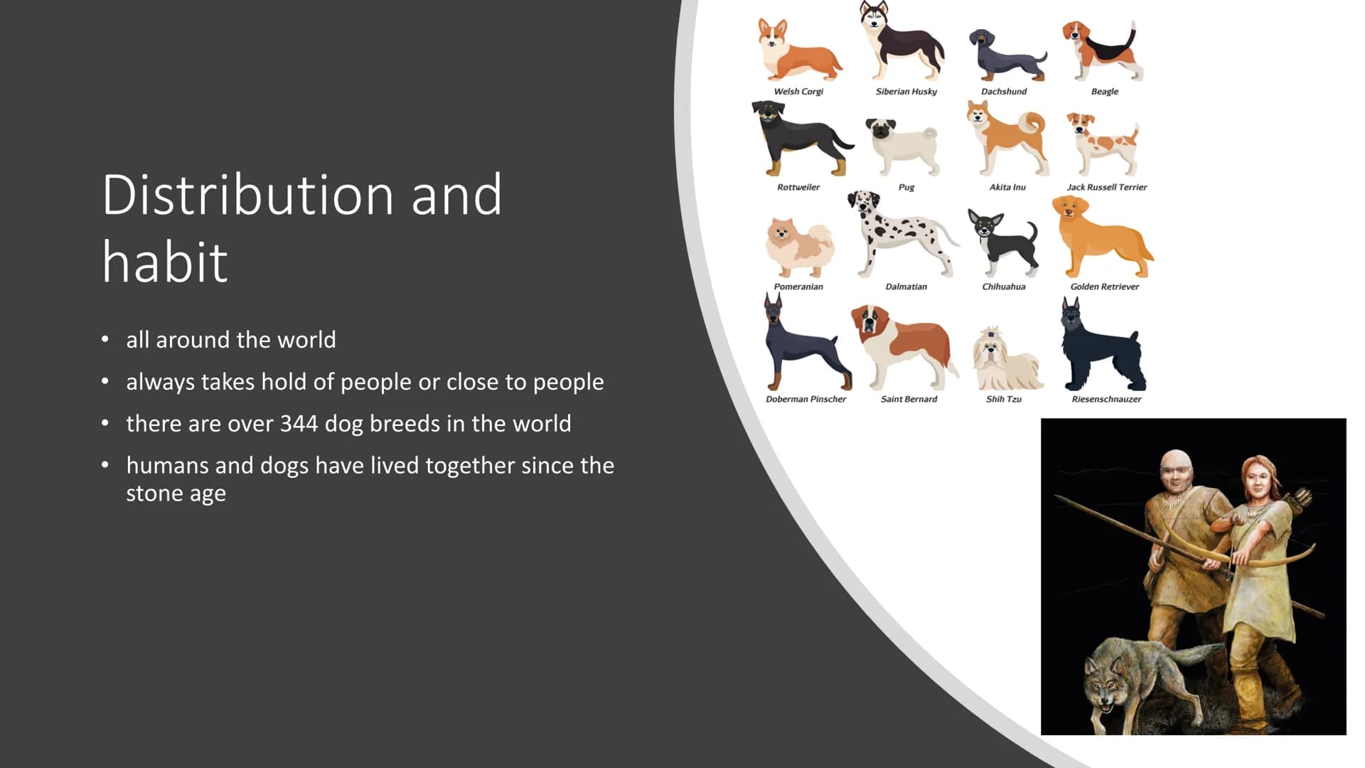 From Nico Schmidt
The Dog Rudolf-Virchow-Oberschule
English 10/23
Nico Alexej Schmidt
Structure:
1. What is a dog
2. Features
3. Distributio