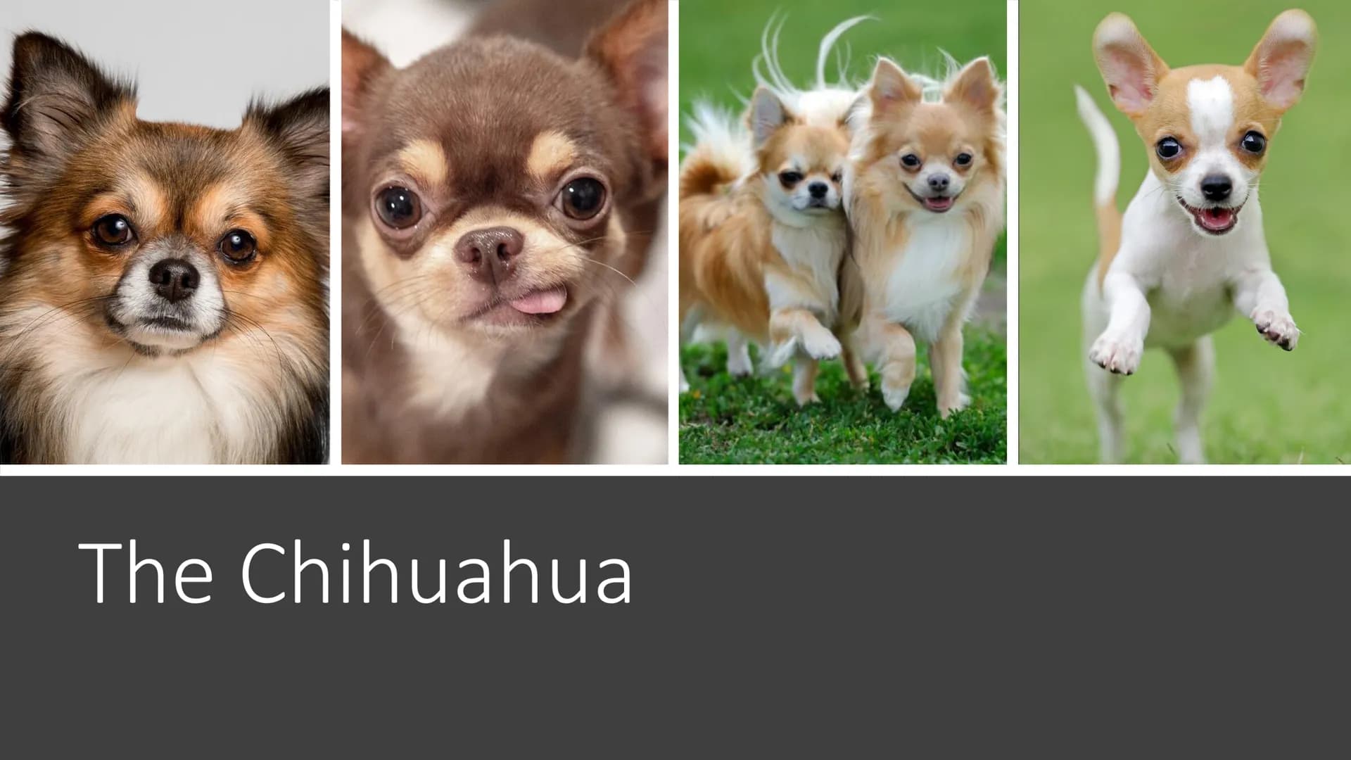 Awesome Dogs PowerPoint Presentation for Kids