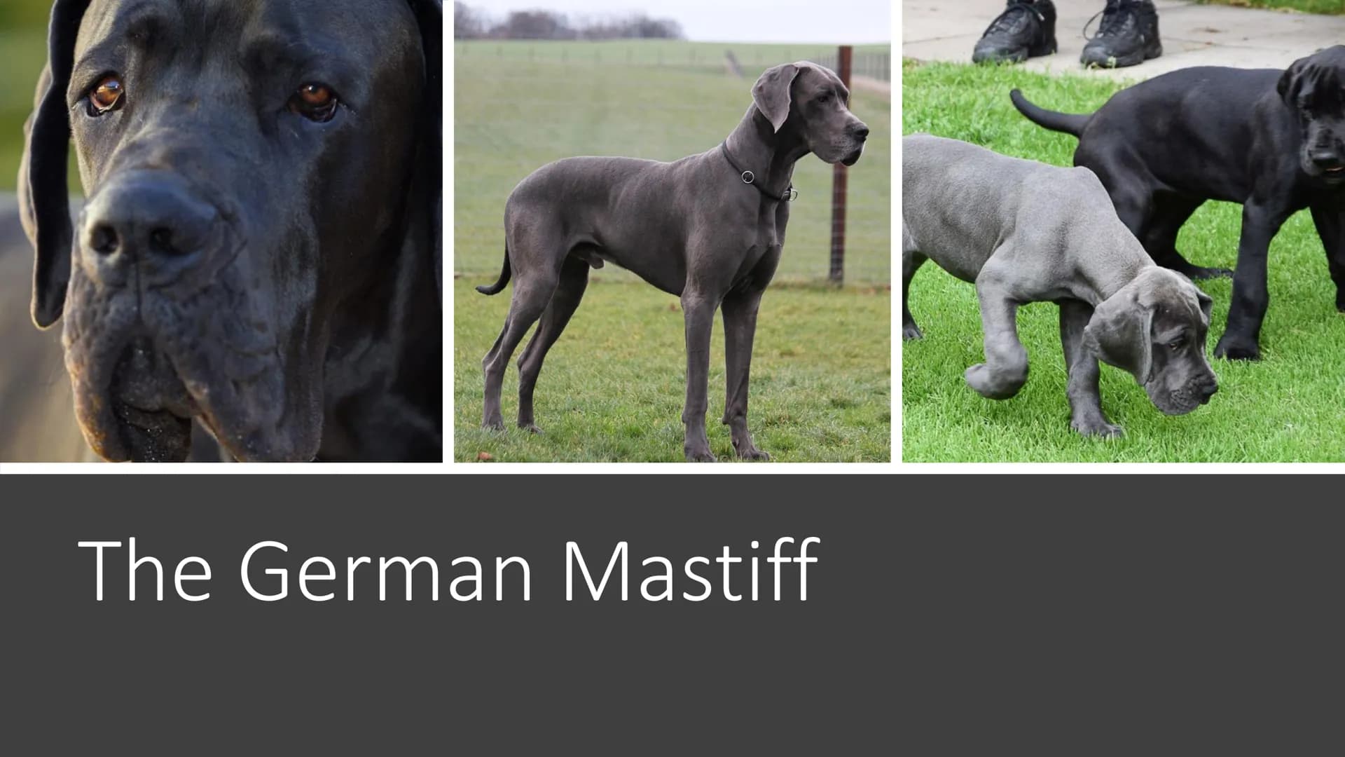 Awesome Dogs PowerPoint Presentation for Kids