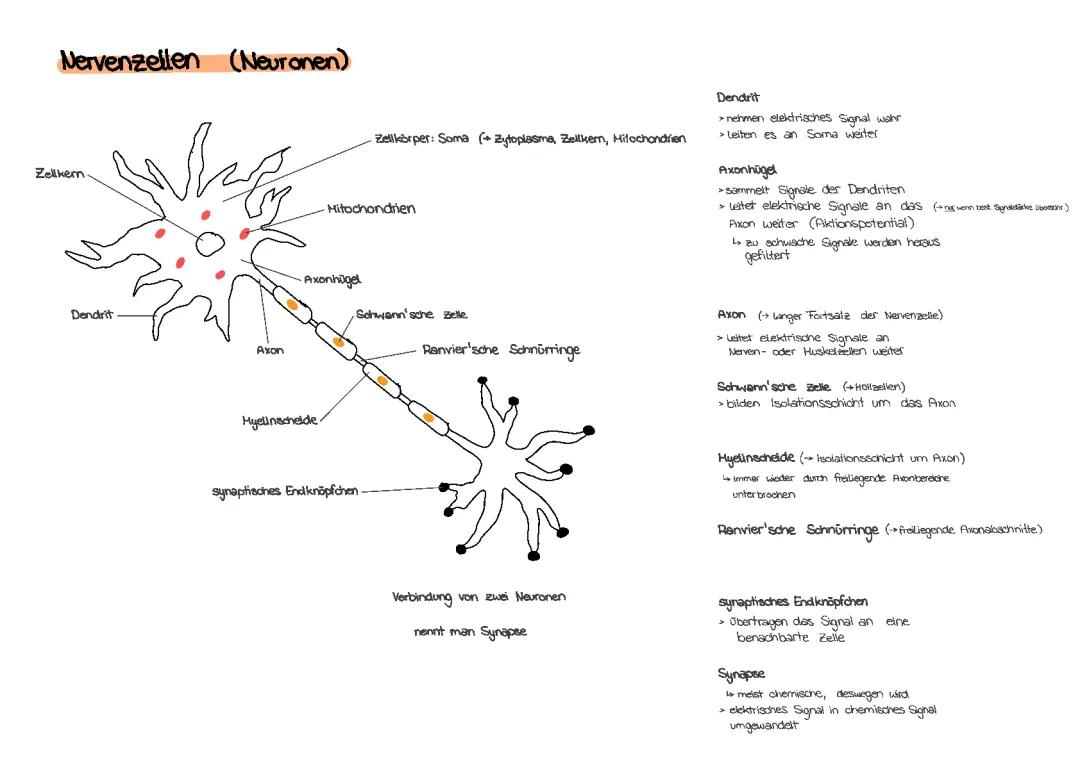 Neuron 