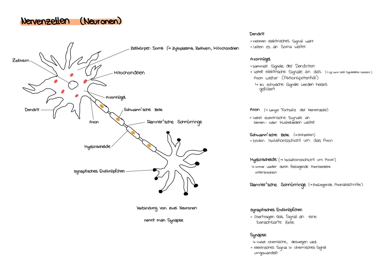 Nervenzellen (Neuronen)
Zellkem
Dendrit
befo
Axon
Axonhügel
Myelinscheide
Mitochondrien
Zellkörper: Soma (→ Zytoplasma, Zellkern, Mitochondr