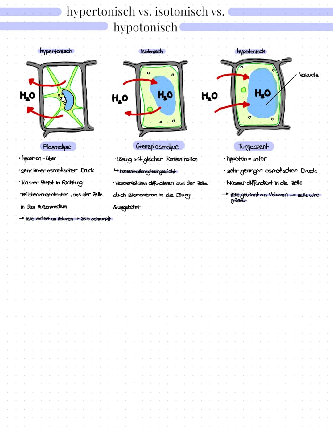 hypertonisch vs. isotonisch vs.
hypotonisch
H₂O
hypertonisch
isotonisch
000
H₂O
H₂O
Grenzplasmolyse
Lösung mit gleicher Konzentration
konzen