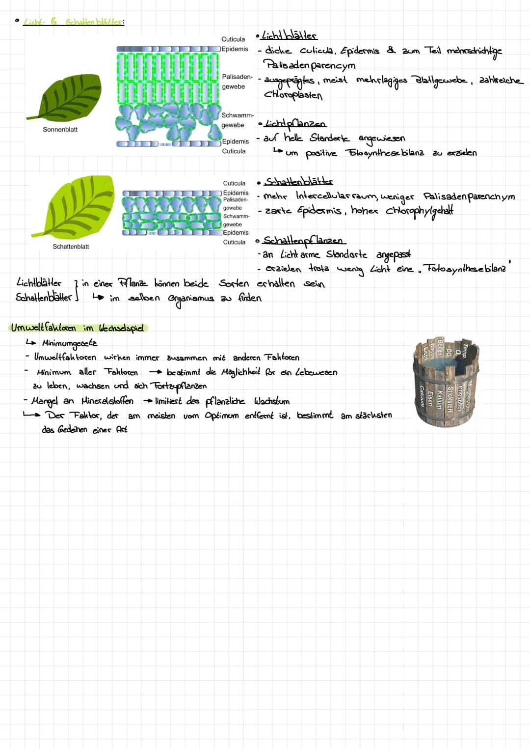 GLOSSAR
Begriffe
Ökosystem
Polihilotherm
homokilotherm
Epidermis
Coticula
osmatischer Druck
ökologische Nische
Umwelt- Kapazität (K)
Biomass