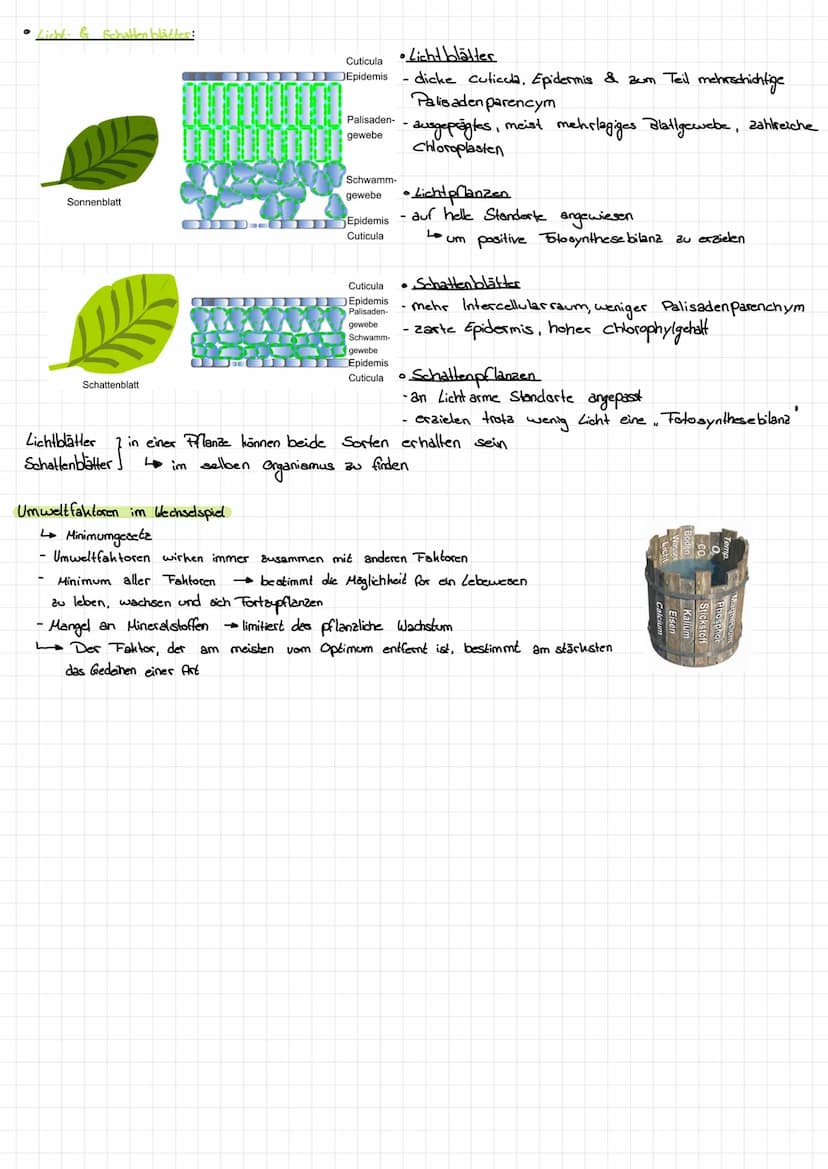 GLOSSAR
Begriffe
Ökosystem
Polihilotherm
homokilotherm
Epidermis
Coticula
osmatischer Druck
ökologische Nische
Umwelt- Kapazität (K)
Biomass