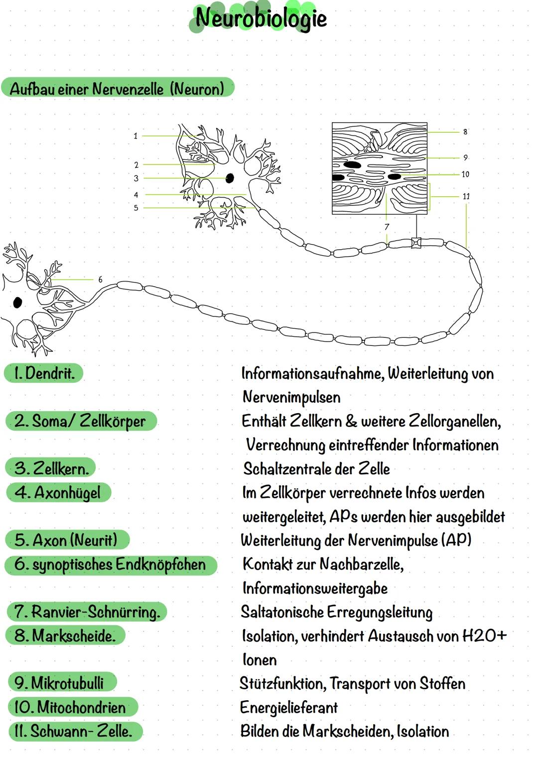 # Neurobiologie

Aufbau einer Nervenzelle (Neuron)

1
2
3
4
5

8
9
10
11

1. Dendrit.

2. Soma/Zellkörper

3.Zellkern.

4. Axonhügel

5. Axo