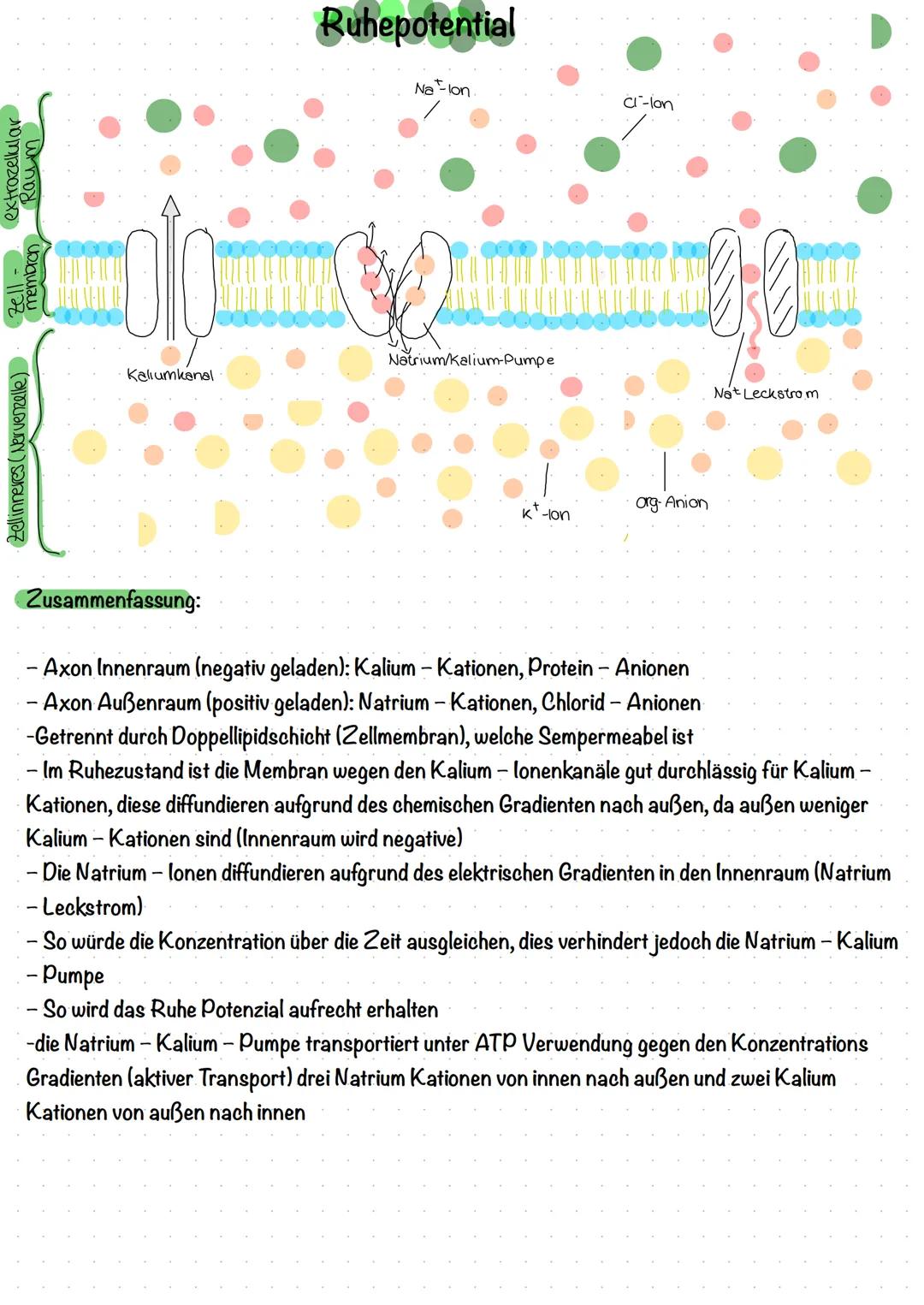 # Neurobiologie

Aufbau einer Nervenzelle (Neuron)

1
2
3
4
5

8
9
10
11

1. Dendrit.

2. Soma/Zellkörper

3.Zellkern.

4. Axonhügel

5. Axo