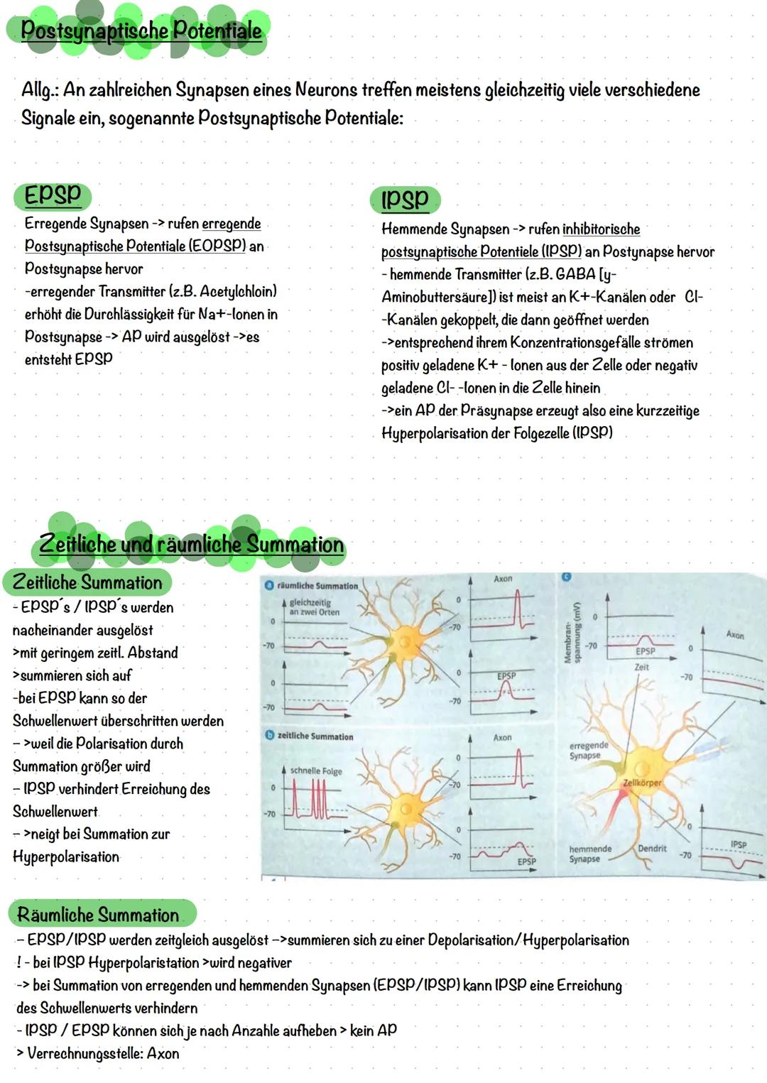 # Neurobiologie

Aufbau einer Nervenzelle (Neuron)

1
2
3
4
5

8
9
10
11

1. Dendrit.

2. Soma/Zellkörper

3.Zellkern.

4. Axonhügel

5. Axo