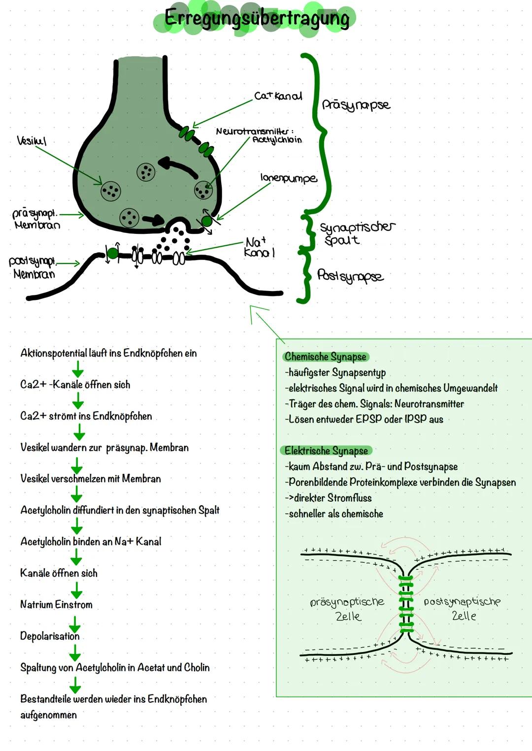 # Neurobiologie

Aufbau einer Nervenzelle (Neuron)

1
2
3
4
5

8
9
10
11

1. Dendrit.

2. Soma/Zellkörper

3.Zellkern.

4. Axonhügel

5. Axo