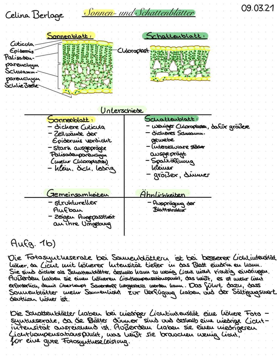Celina Berlage
Cuticula
Epidermis.
Palisaden-
parenchym
Schwamm--
parenchym
Schlie Bzelle
Sonnen- und Schattenblätter
Sonnenblatt:
de
2000 o