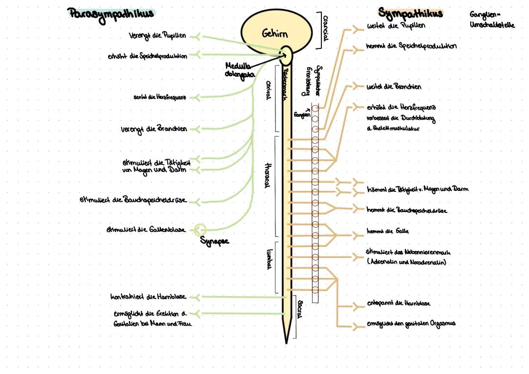 Parasympathikus Sympathikus