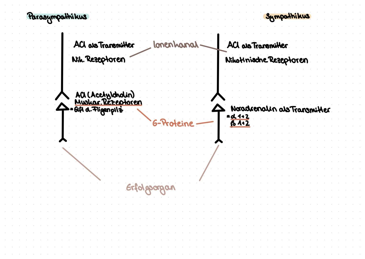 Parasympathikus
Verengt die Pupillen
erhöht die Speichelproduktion
senkt die Herzfrequenz
verengt die Branchien.
stimuliert die Tätigkeit
vo