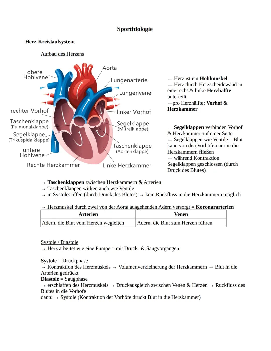 Herz-Kreislaufsystem
Aufbau des Herzens
obere
Hohlvene
rechter Vorhof
Taschenklappe
(Pulmonalklappe)-
Segelklappe
(Trikuspidalklappe)
untere