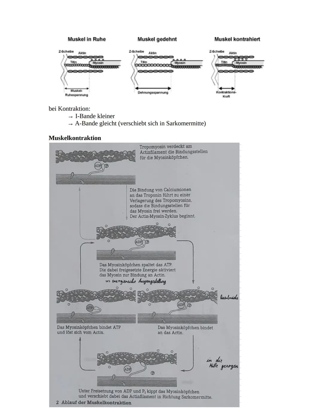 Herz-Kreislaufsystem
Aufbau des Herzens
obere
Hohlvene
rechter Vorhof
Taschenklappe
(Pulmonalklappe)-
Segelklappe
(Trikuspidalklappe)
untere