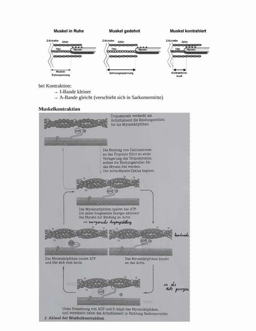 Herz-Kreislaufsystem
Aufbau des Herzens
obere
Hohlvene
rechter Vorhof
Taschenklappe
(Pulmonalklappe)-
Segelklappe
(Trikuspidalklappe)
untere