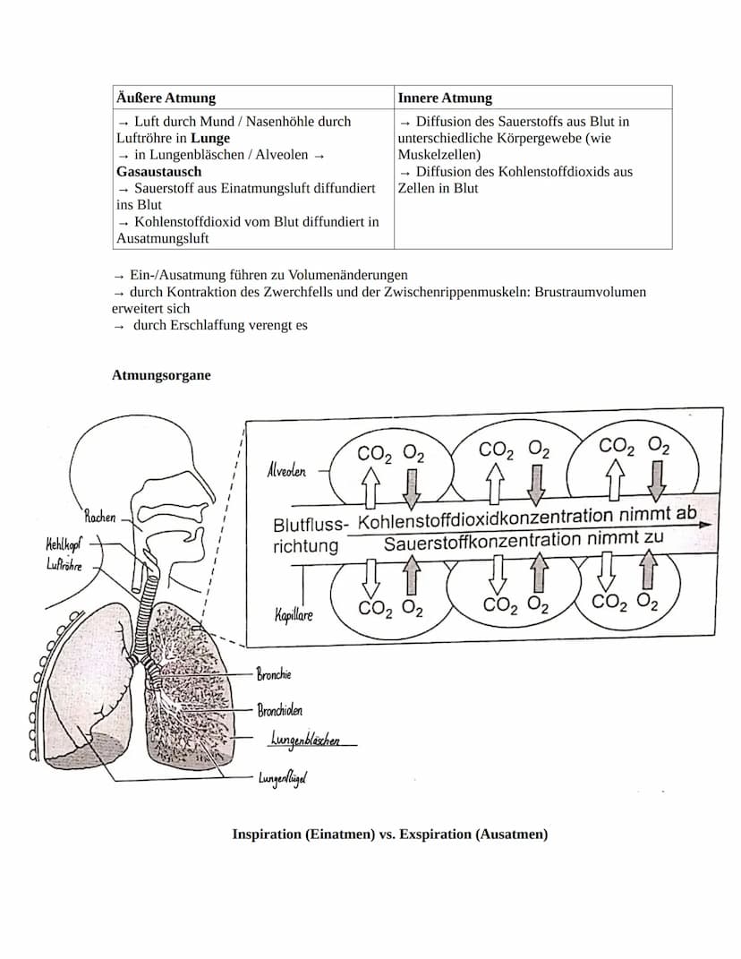 Herz-Kreislaufsystem
Aufbau des Herzens
obere
Hohlvene
rechter Vorhof
Taschenklappe
(Pulmonalklappe)-
Segelklappe
(Trikuspidalklappe)
untere