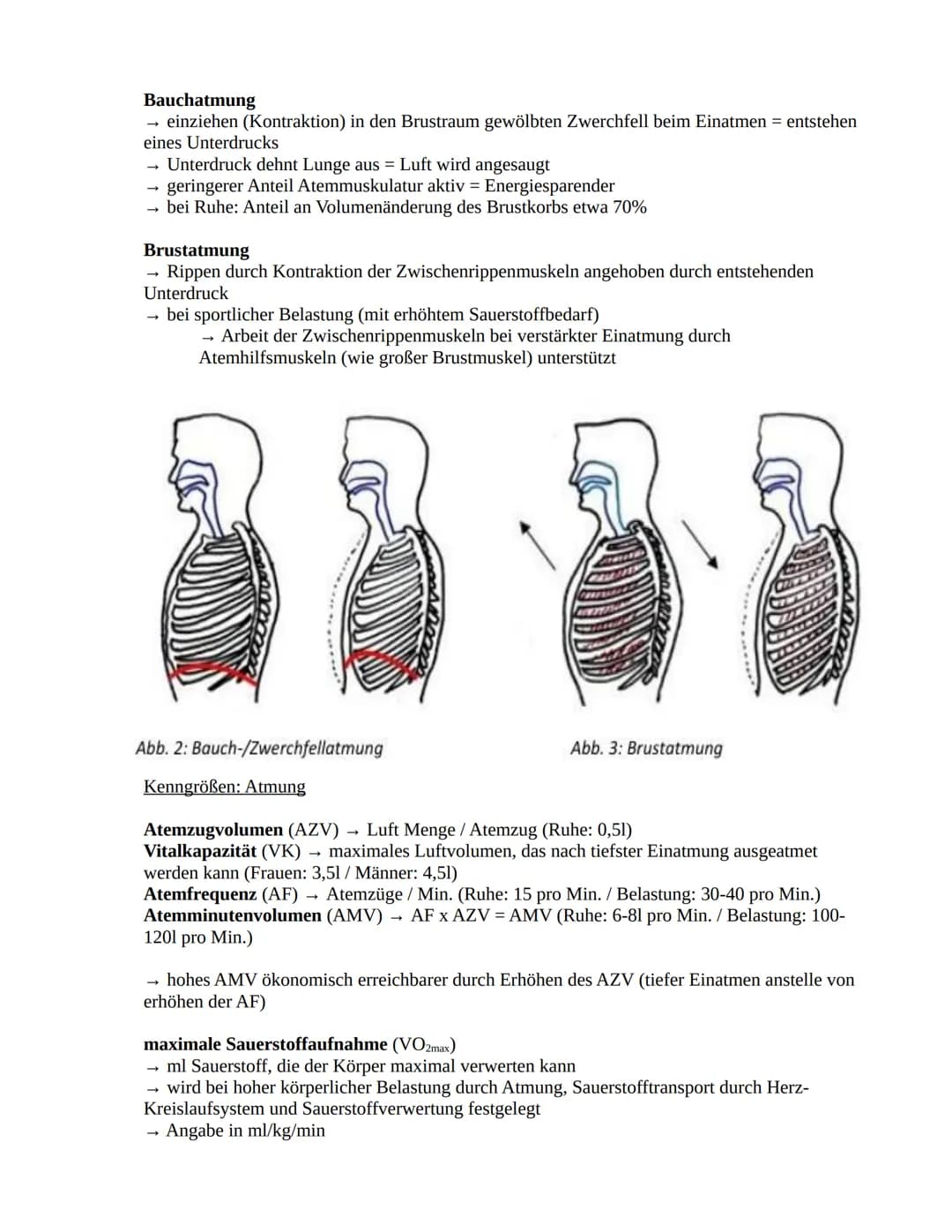 Herz-Kreislaufsystem
Aufbau des Herzens
obere
Hohlvene
rechter Vorhof
Taschenklappe
(Pulmonalklappe)-
Segelklappe
(Trikuspidalklappe)
untere