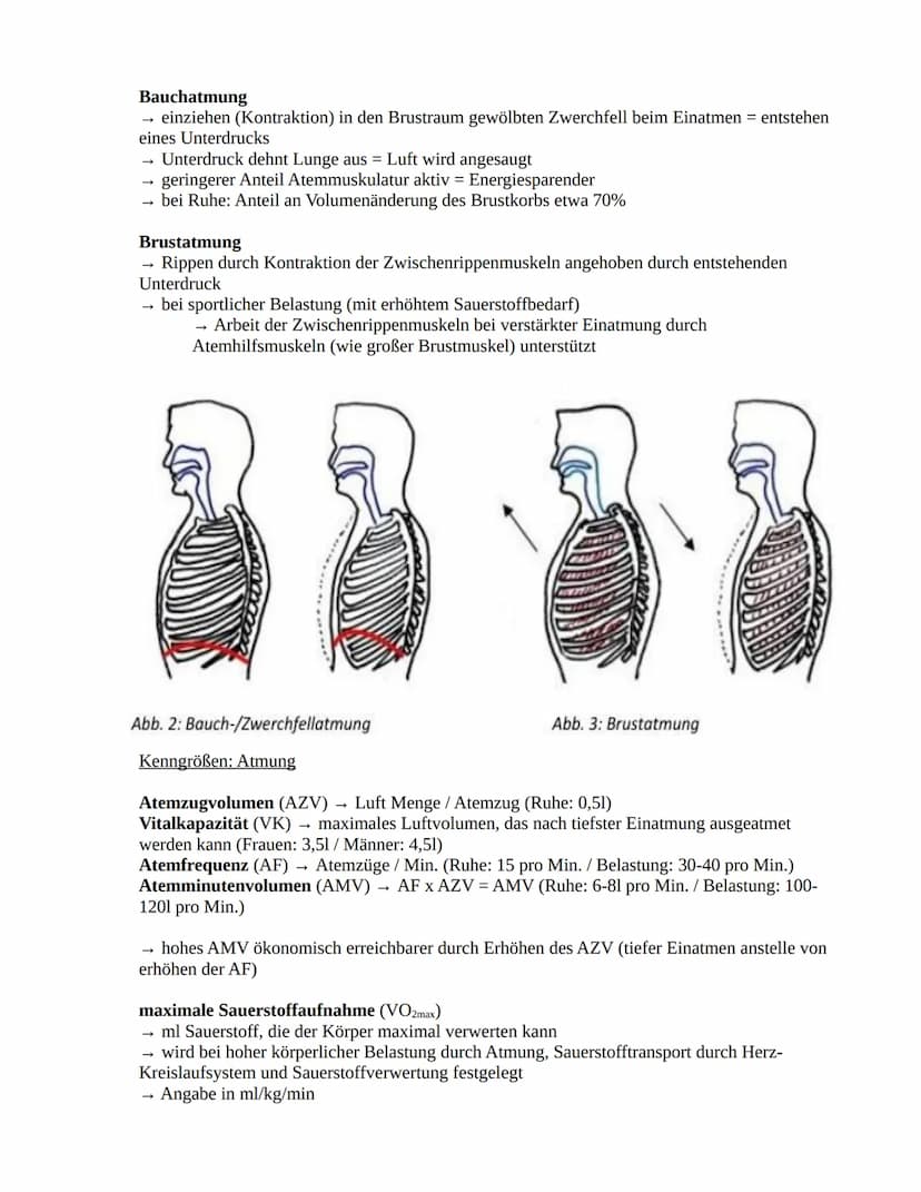 Herz-Kreislaufsystem
Aufbau des Herzens
obere
Hohlvene
rechter Vorhof
Taschenklappe
(Pulmonalklappe)-
Segelklappe
(Trikuspidalklappe)
untere
