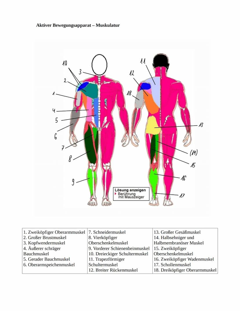 Herz-Kreislaufsystem
Aufbau des Herzens
obere
Hohlvene
rechter Vorhof
Taschenklappe
(Pulmonalklappe)-
Segelklappe
(Trikuspidalklappe)
untere