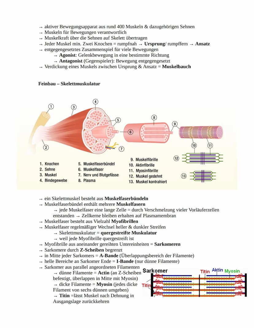 Herz-Kreislaufsystem
Aufbau des Herzens
obere
Hohlvene
rechter Vorhof
Taschenklappe
(Pulmonalklappe)-
Segelklappe
(Trikuspidalklappe)
untere
