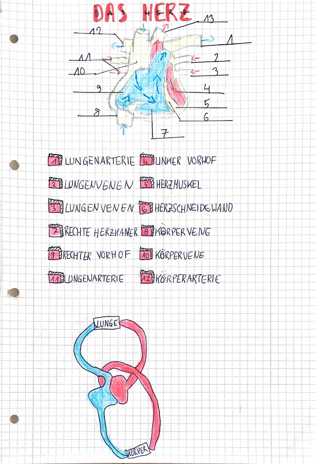 DAS HERZ
12
^^
-10
9
8
MLUNGENARTERIE
12 LUNGENVENEN
LUNGE
STUTER
7
LINKER VORHOF
HERZHUSKEL
LUNGEN VENEN CHERZSCHNEIDE WAND
BRECHTE HERZKAN