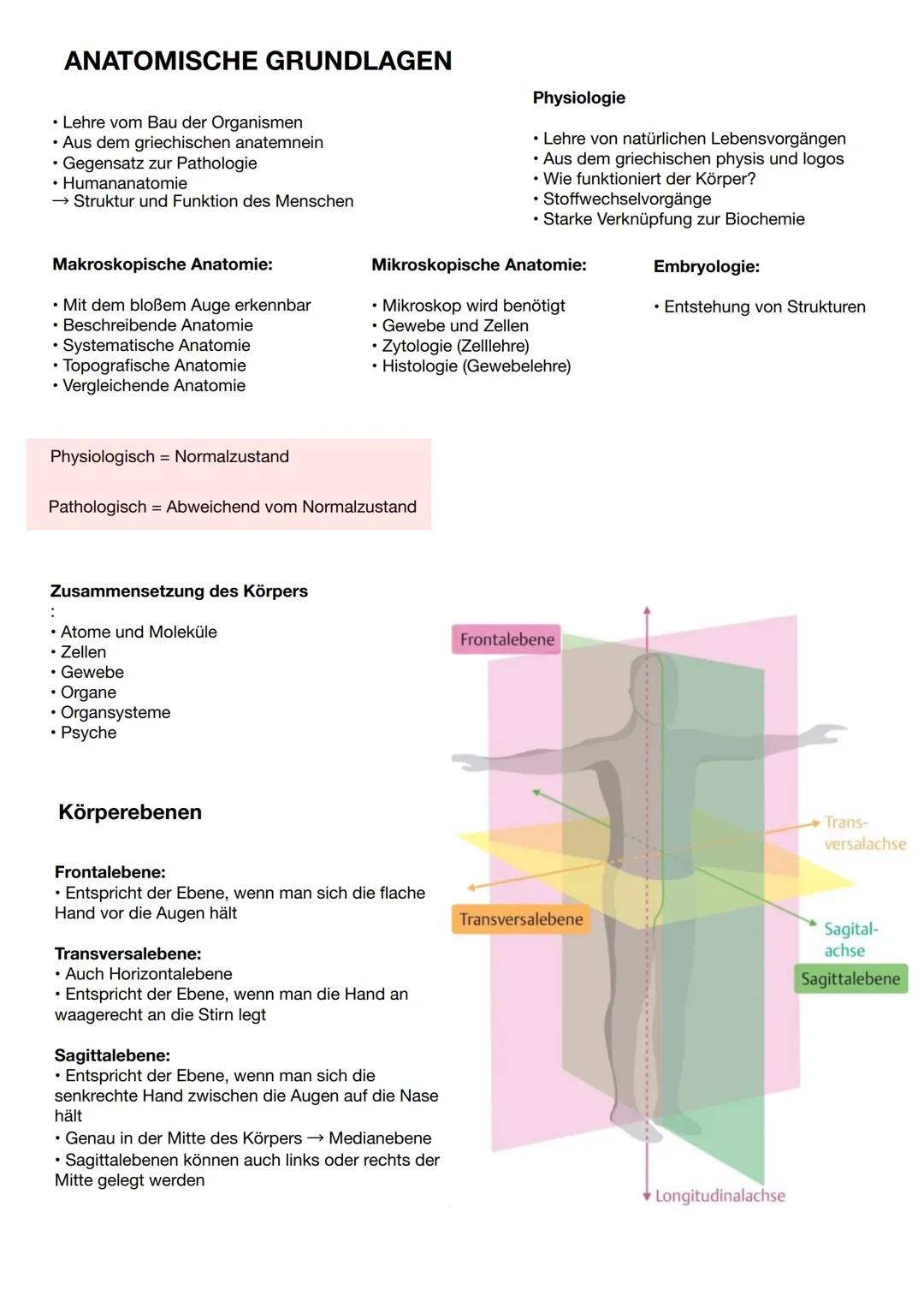 Anatomische Grundlagen