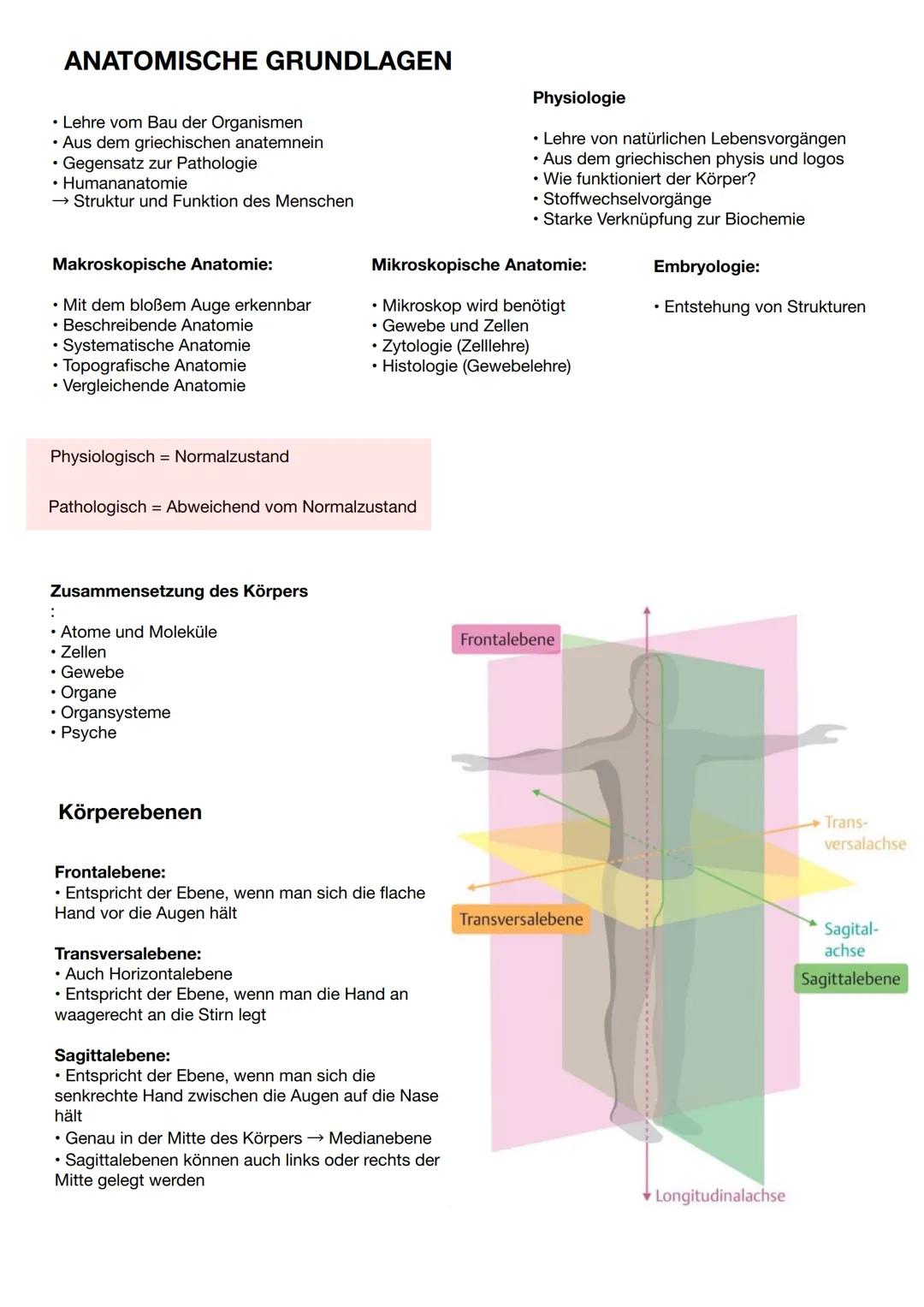 ANATOMISCHE GRUNDLAGEN
• Lehre vom Bau der Organismen
• Aus dem griechischen anatemnein
• Gegensatz zur Pathologie
• Humananatomie
→ Struktu