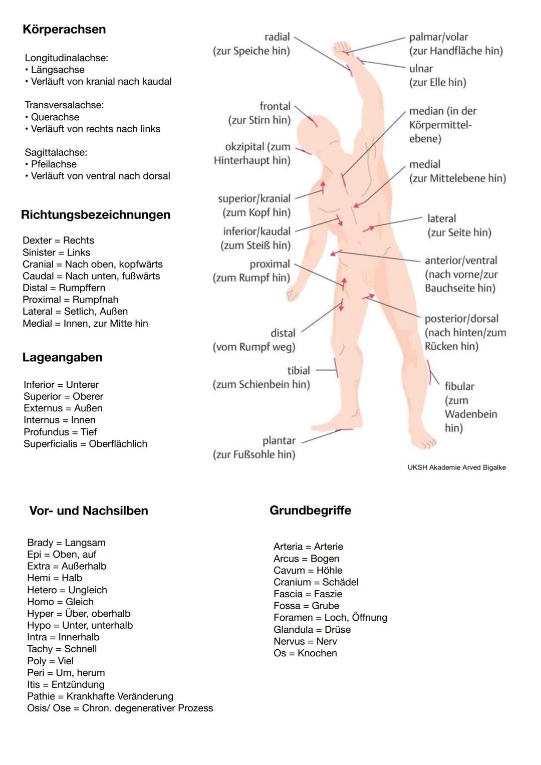 ANATOMISCHE GRUNDLAGEN
• Lehre vom Bau der Organismen
• Aus dem griechischen anatemnein
• Gegensatz zur Pathologie
• Humananatomie
→ Struktu