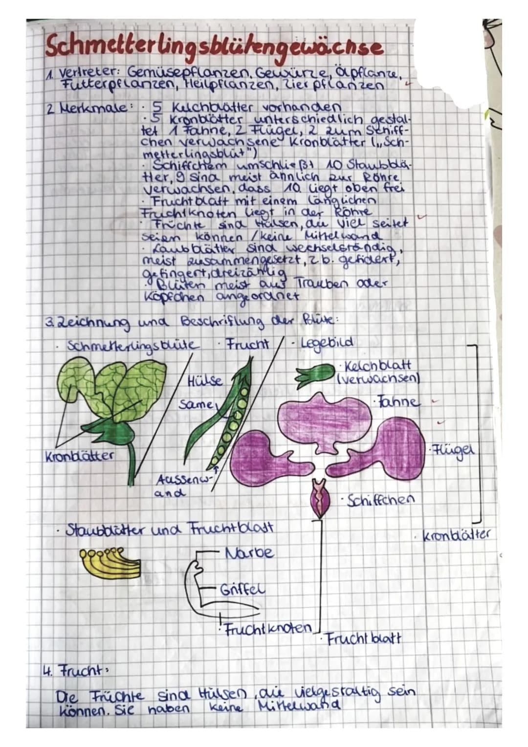 
<p>Die Lippenblütengewächse sind eine Pflanzenfamilie, die Vertreter wie den gemeinen Thymian, die Goldnessel, den Wiesensalbei und die Wal