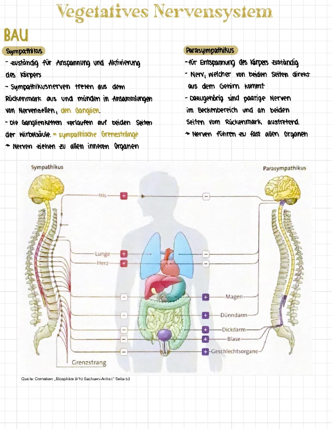 Wenn das vegetative Nervensystem verrückt spielt: Vegetatives Nervensystem heilen und stärken