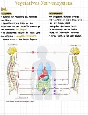 Know Das vegetative Nervensystem  thumbnail