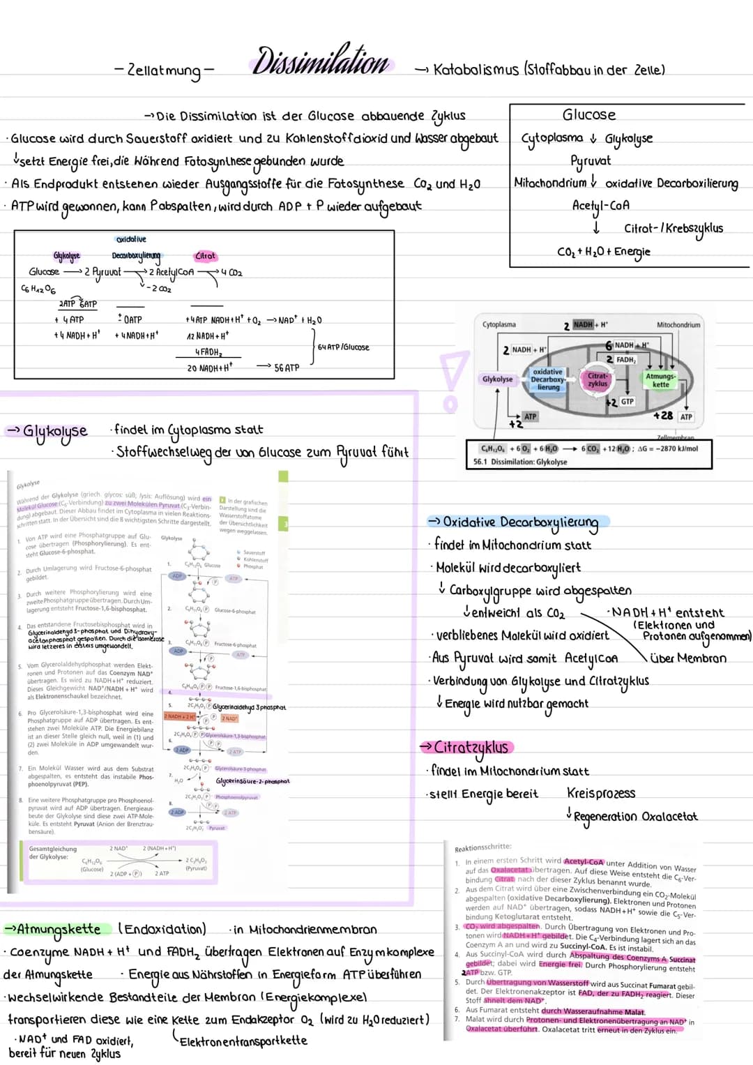 ->Die Dissimilation ist der Glucose abbauende Zyklus
• Glucose wird durch Sauerstoff oxidiert und zu Kohlenstoffdioxid und Wasser abgebaut
s