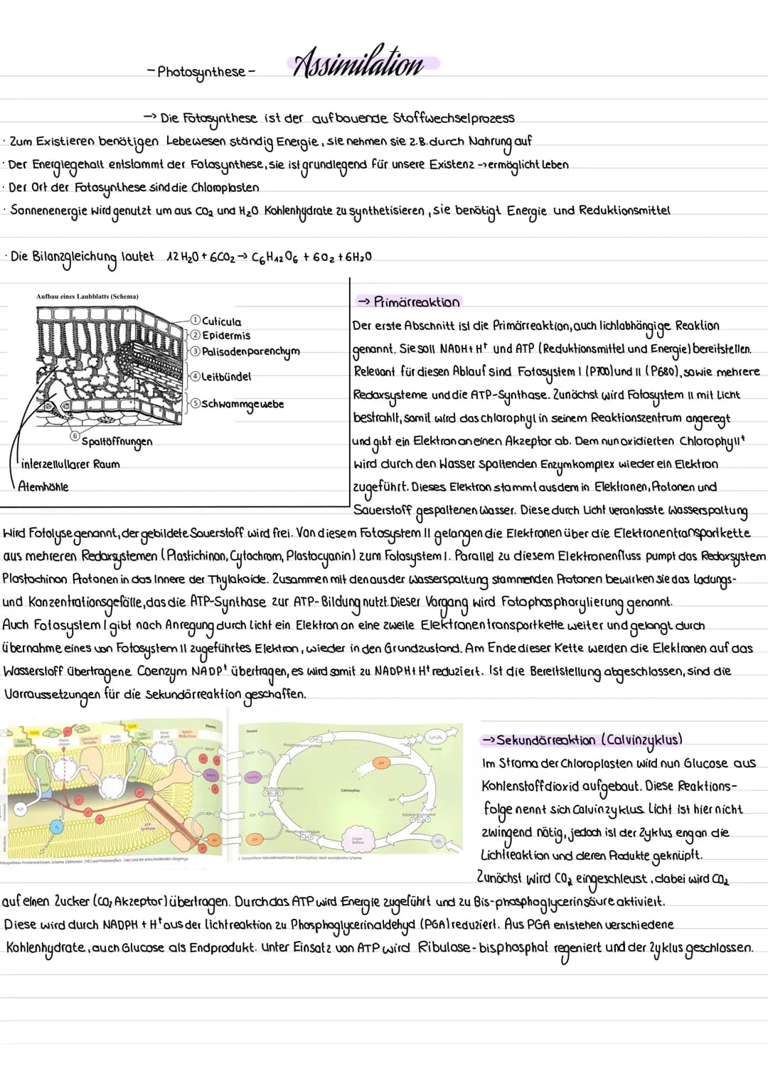 ->Die Dissimilation ist der Glucose abbauende Zyklus
• Glucose wird durch Sauerstoff oxidiert und zu Kohlenstoffdioxid und Wasser abgebaut
s