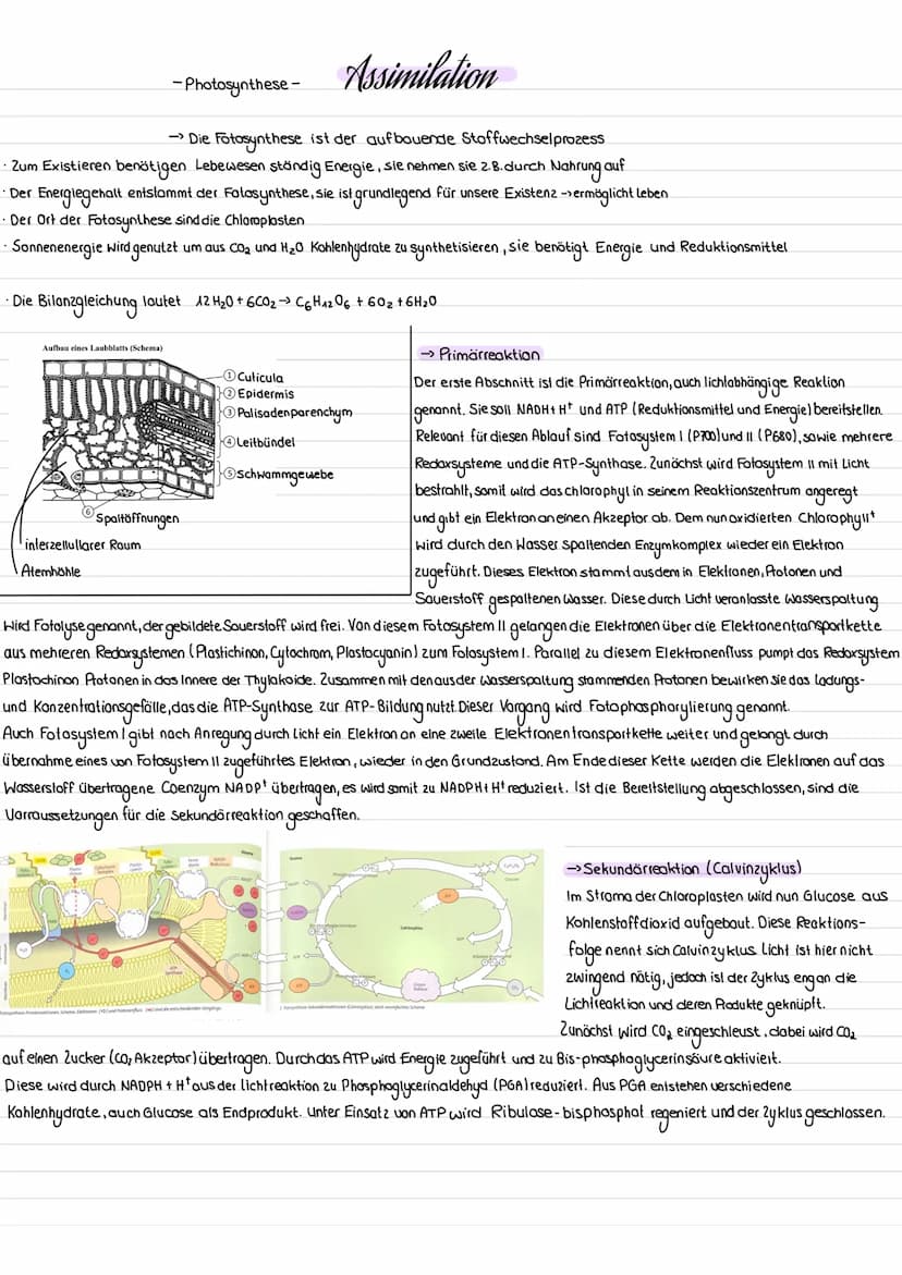 ->Die Dissimilation ist der Glucose abbauende Zyklus
• Glucose wird durch Sauerstoff oxidiert und zu Kohlenstoffdioxid und Wasser abgebaut
s