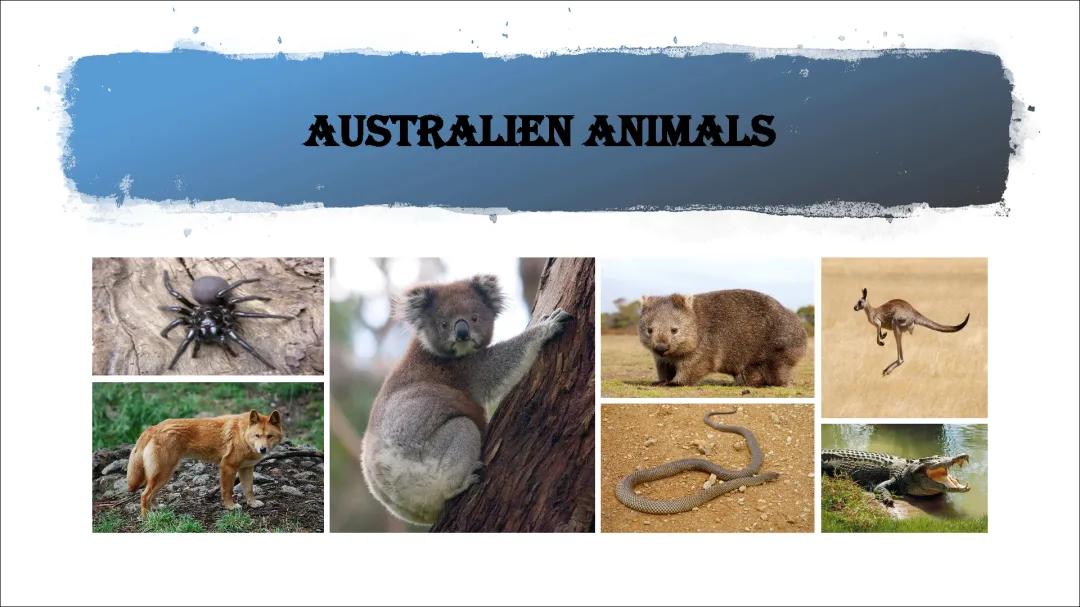 Cool Animals in Australia: A List of Cute and Dangerous Creatures