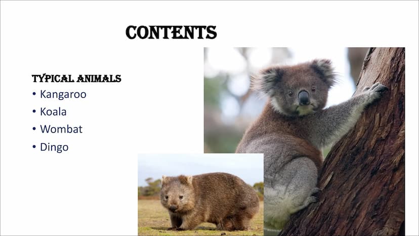 AUSTRALIEN ANIMALS TYPICAL ANIMALS
Kangaroo
Koala
●
• Wombat
• Dingo
CONTENTS CONTENTS
DANGEROUS ANIMALS
• Taipan
Saltwater crocodile
Funnel