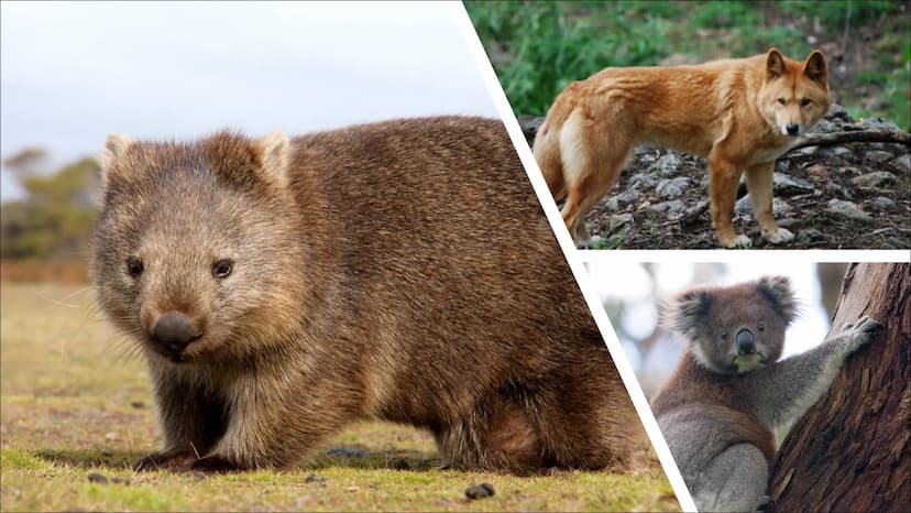 AUSTRALIEN ANIMALS TYPICAL ANIMALS
Kangaroo
Koala
●
• Wombat
• Dingo
CONTENTS CONTENTS
DANGEROUS ANIMALS
• Taipan
Saltwater crocodile
Funnel