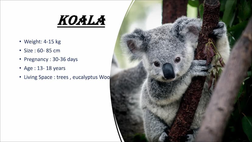 AUSTRALIEN ANIMALS TYPICAL ANIMALS
Kangaroo
Koala
●
• Wombat
• Dingo
CONTENTS CONTENTS
DANGEROUS ANIMALS
• Taipan
Saltwater crocodile
Funnel