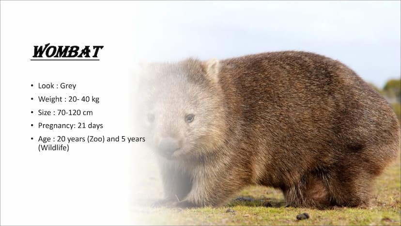 AUSTRALIEN ANIMALS TYPICAL ANIMALS
Kangaroo
Koala
●
• Wombat
• Dingo
CONTENTS CONTENTS
DANGEROUS ANIMALS
• Taipan
Saltwater crocodile
Funnel