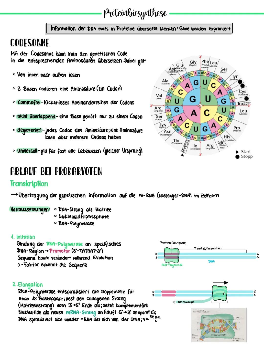 Proteinbiosynthese 