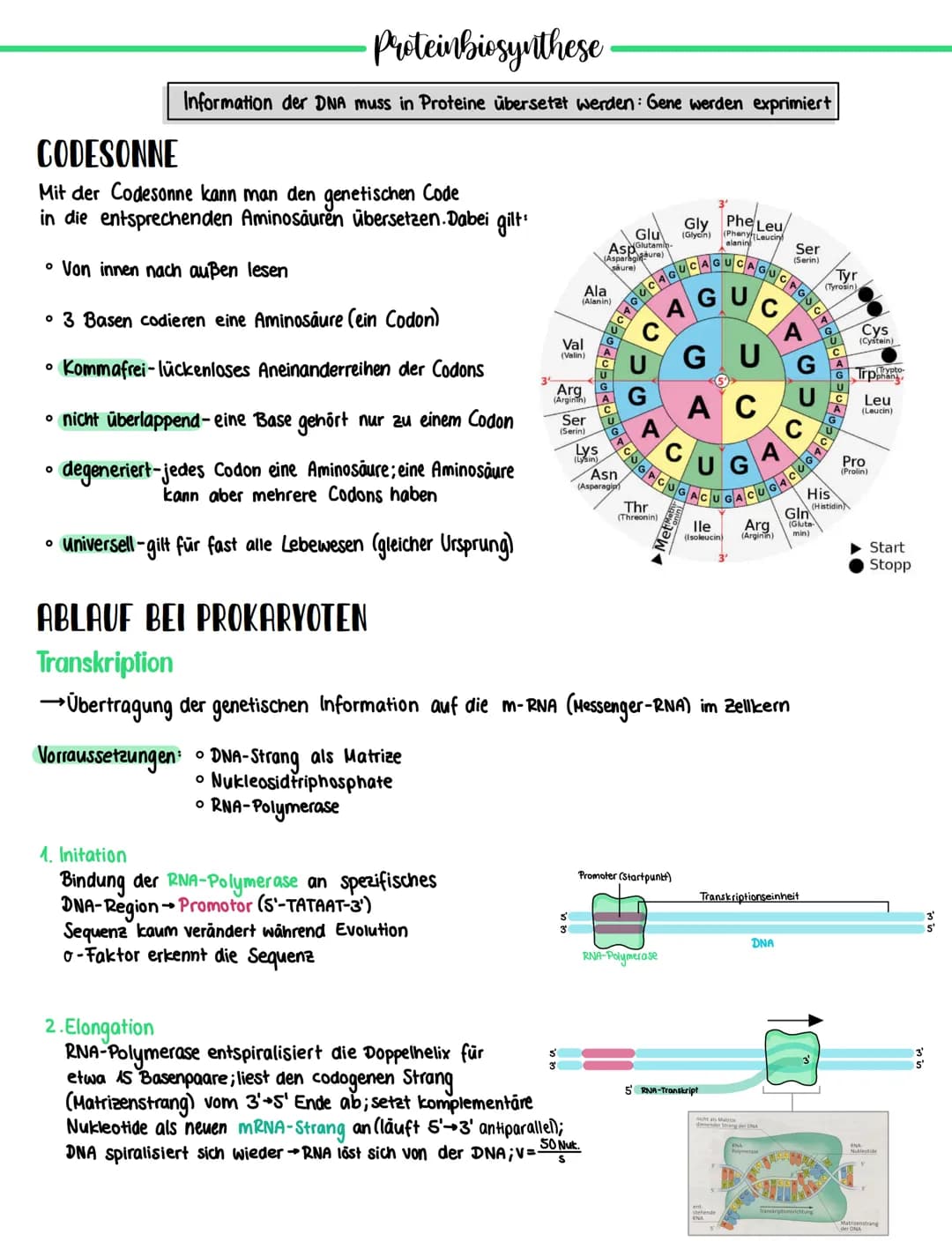 •Proteinbiosynthese
Information der DNA muss in Proteine übersetzt werden: Gene werden exprimiert
CODESONNE
Mit der Codesonne kann man den g
