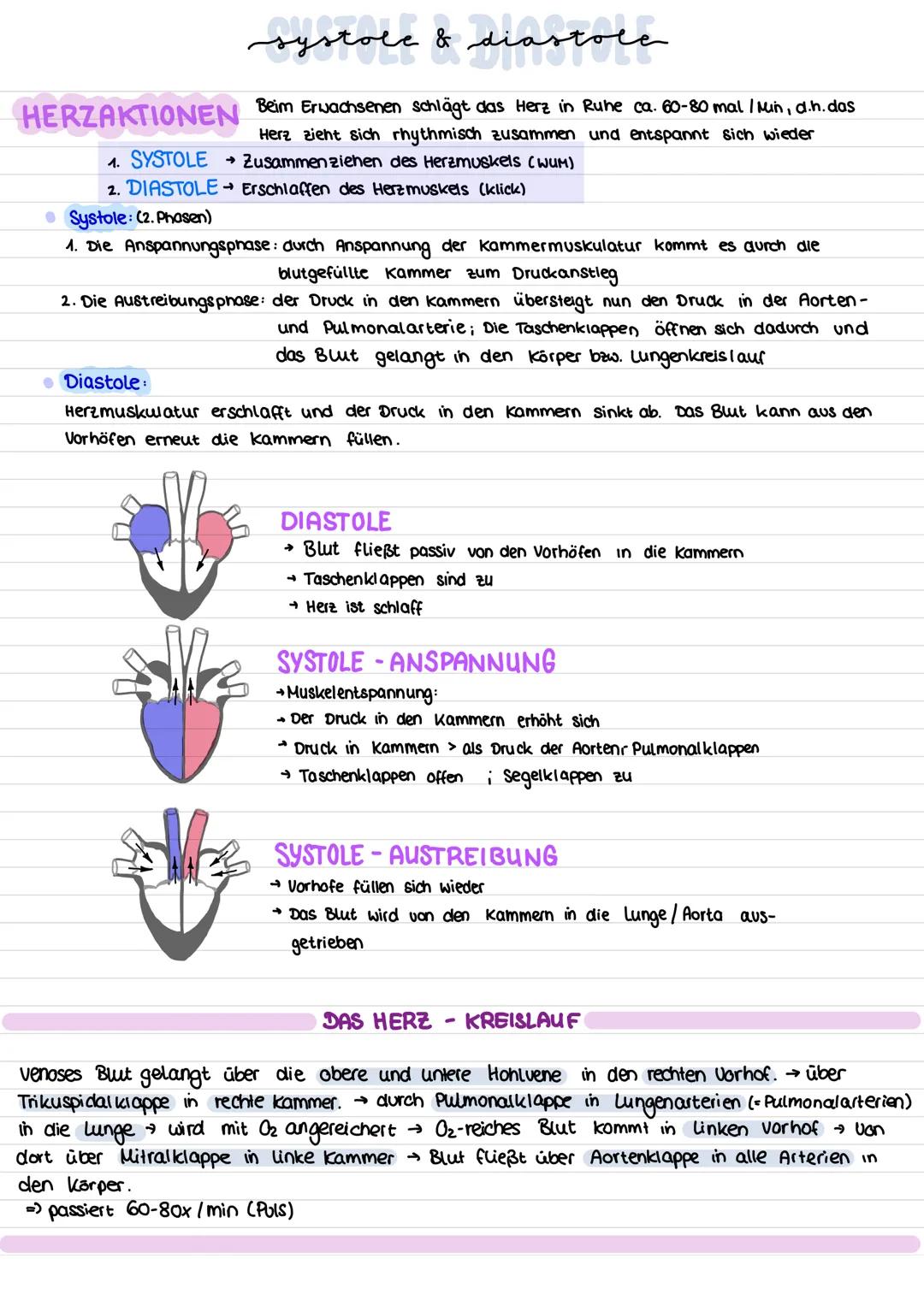 systole & diastole
Beim Erwachsenen schlägt das Herz in Ruhe ca. 60-80 mal / Min, d.h. das
Herz zieht sich rhythmisch zusammen und entspannt