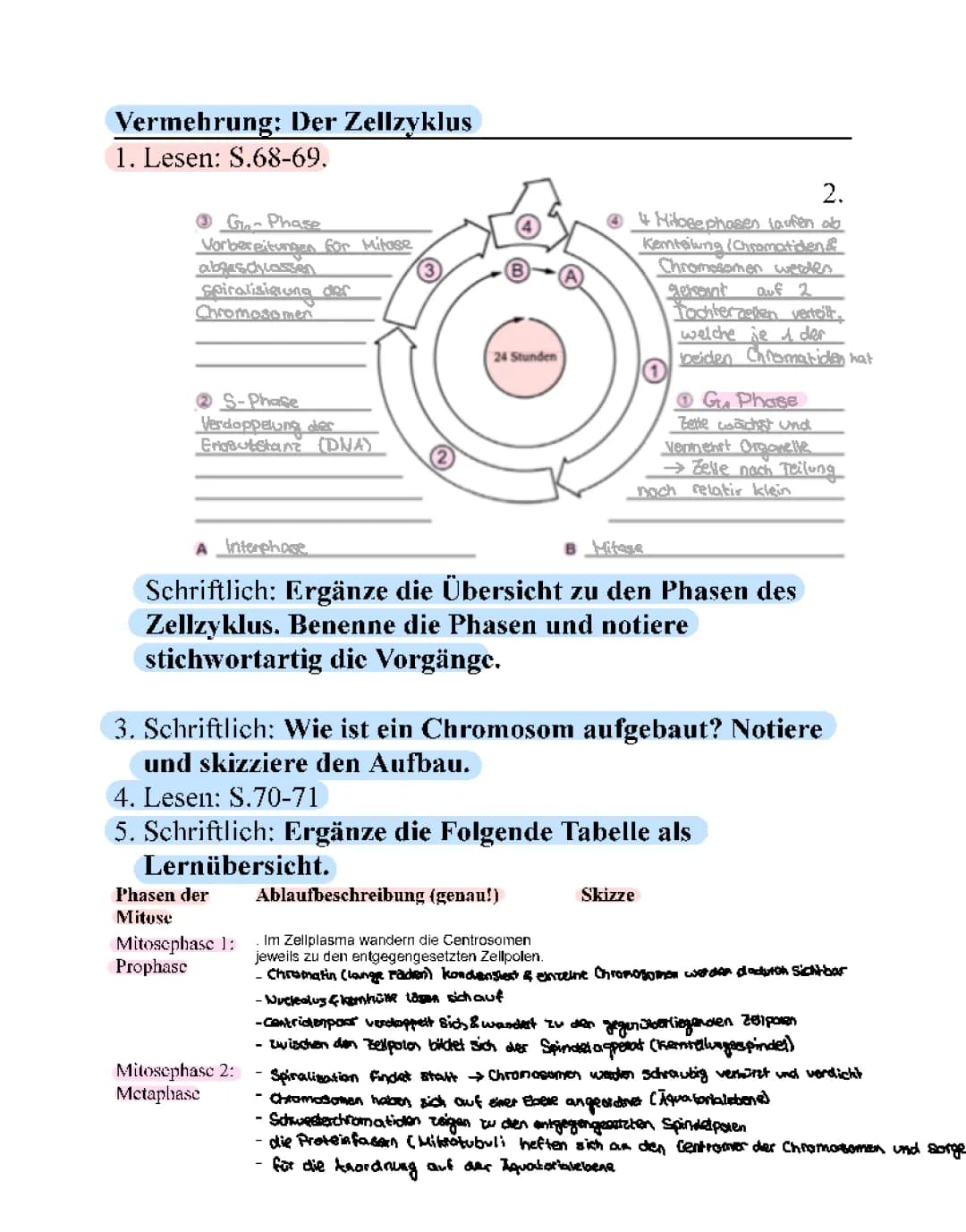 Mitose and Meiose: Simple Explanation for Kids