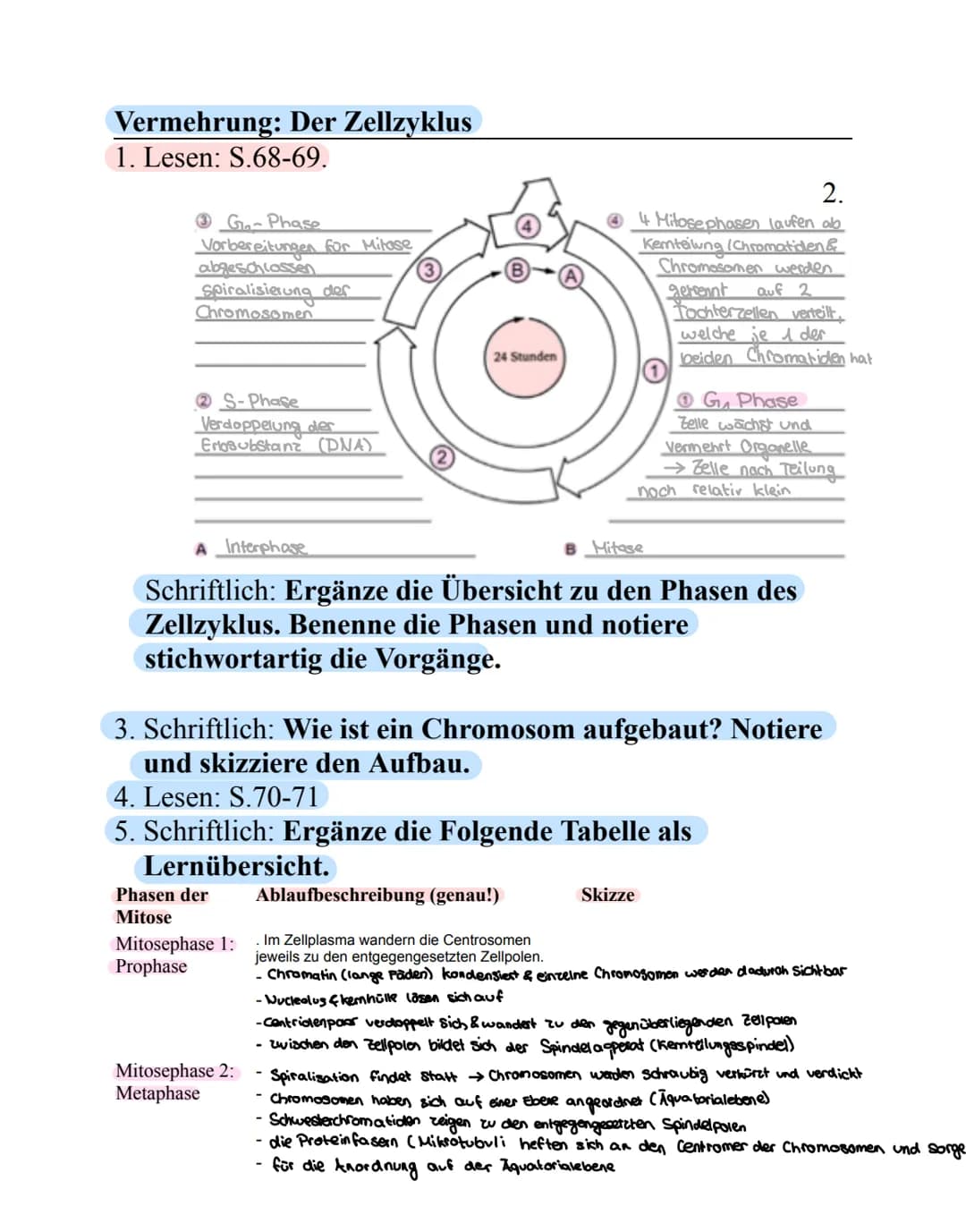 Vermehrung: Der Zellzyklus
1. Lesen: S.68-69.
G₂-Phase
Vorbereitungen für Milose
abgeschlossen
Spiralisierung der
Chromosomen
2S-Phase
Verdo