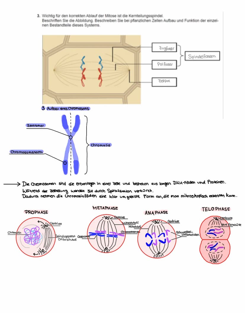Vermehrung: Der Zellzyklus
1. Lesen: S.68-69.
G₂-Phase
Vorbereitungen für Milose
abgeschlossen
Spiralisierung der
Chromosomen
2S-Phase
Verdo