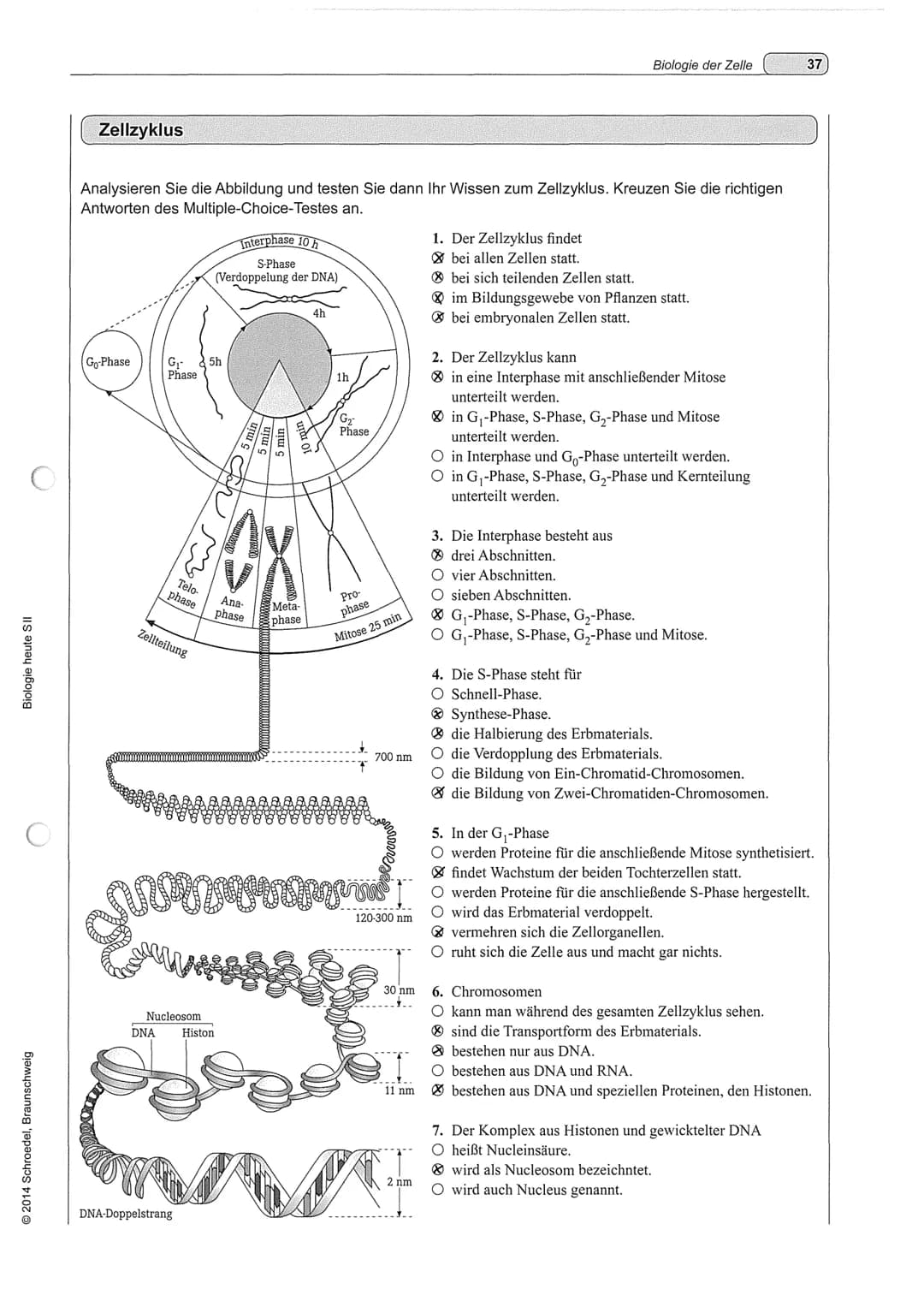 Vermehrung: Der Zellzyklus
1. Lesen: S.68-69.
G₂-Phase
Vorbereitungen für Milose
abgeschlossen
Spiralisierung der
Chromosomen
2S-Phase
Verdo