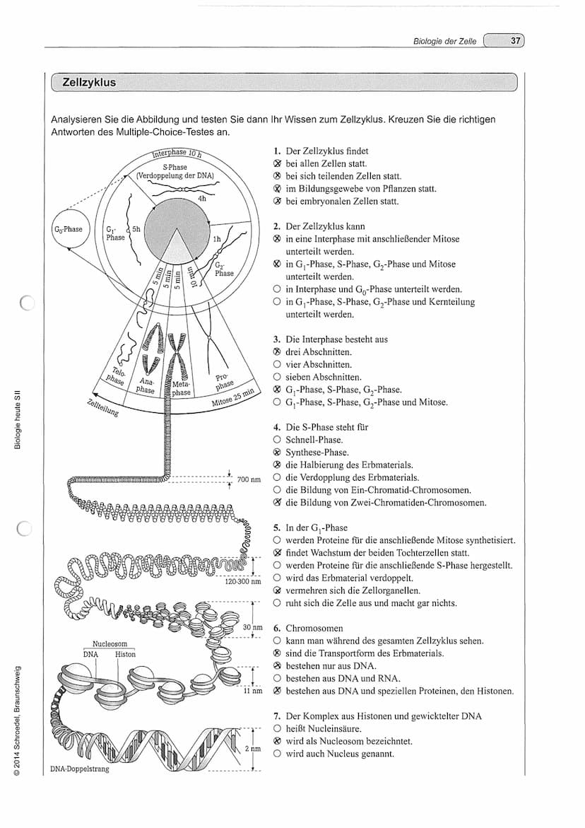 Vermehrung: Der Zellzyklus
1. Lesen: S.68-69.
G₂-Phase
Vorbereitungen für Milose
abgeschlossen
Spiralisierung der
Chromosomen
2S-Phase
Verdo