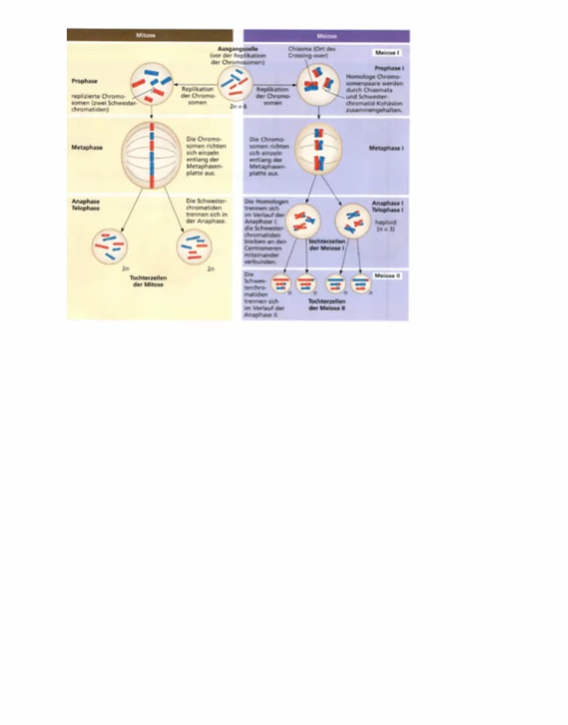 Vermehrung: Der Zellzyklus
1. Lesen: S.68-69.
G₂-Phase
Vorbereitungen für Milose
abgeschlossen
Spiralisierung der
Chromosomen
2S-Phase
Verdo