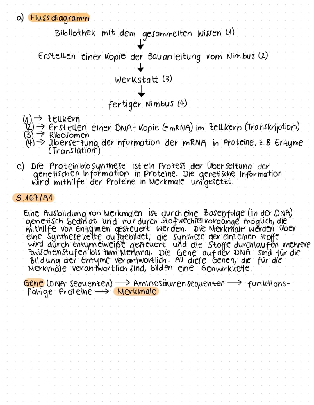 32
einfache Modellvorstellung der Proteinbiosynthese - Arbeitsblatt
Modellvorstellung der Proteinbiosynthese
Das jährliche Quidditch-Turnier