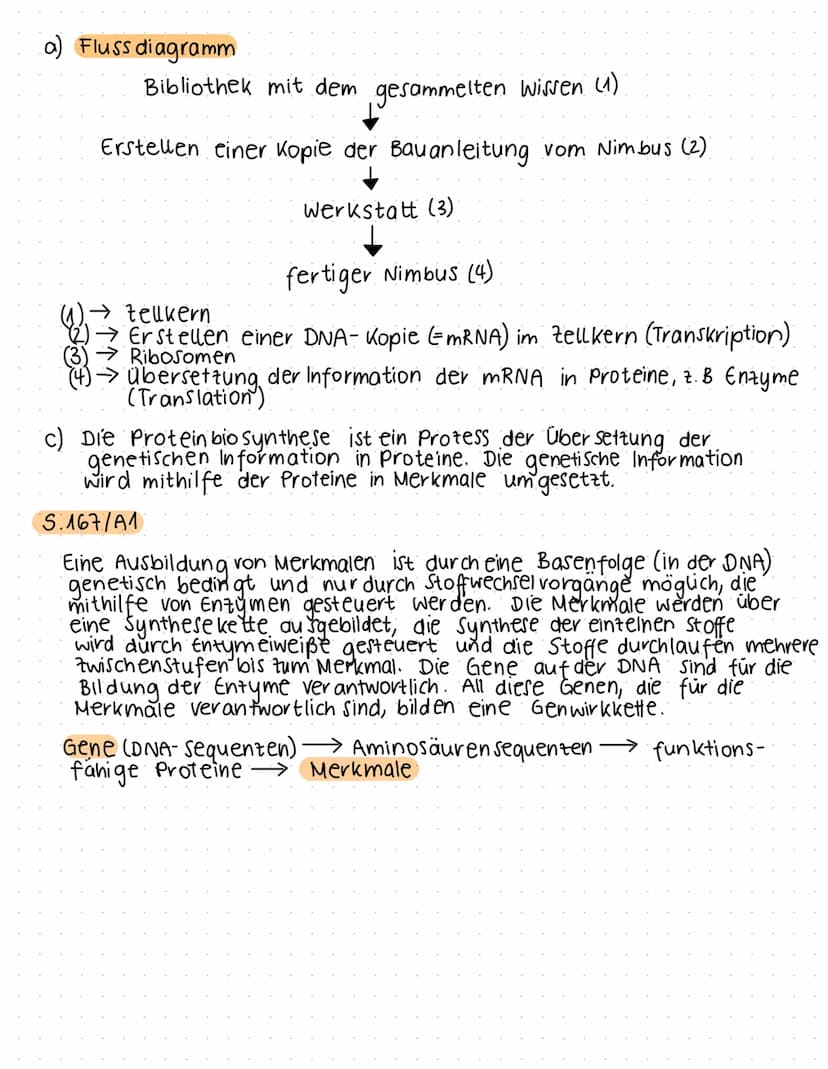 32
einfache Modellvorstellung der Proteinbiosynthese - Arbeitsblatt
Modellvorstellung der Proteinbiosynthese
Das jährliche Quidditch-Turnier