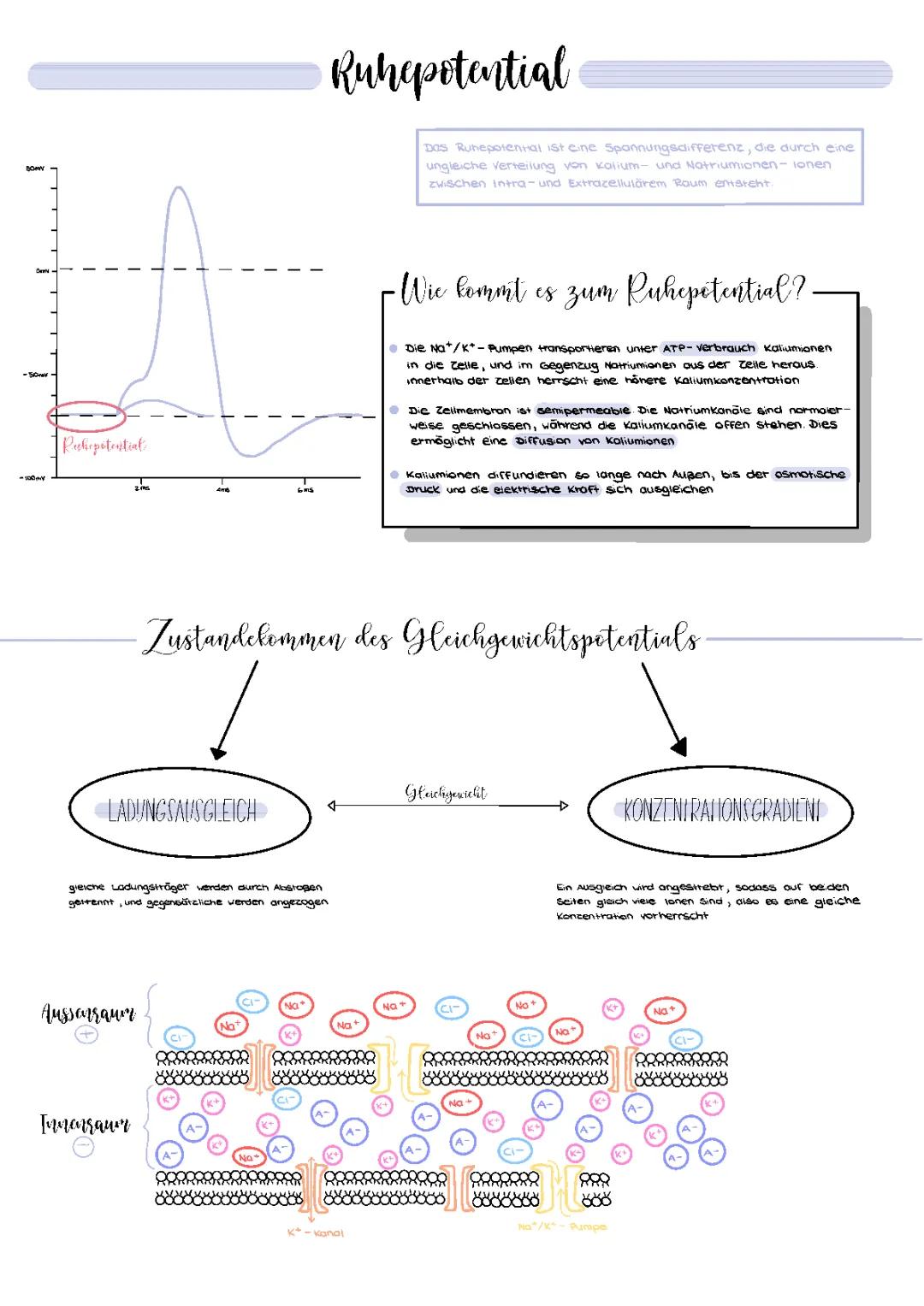 Ruhe- und Aktionspotential